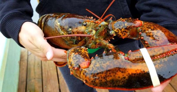 live lobster image