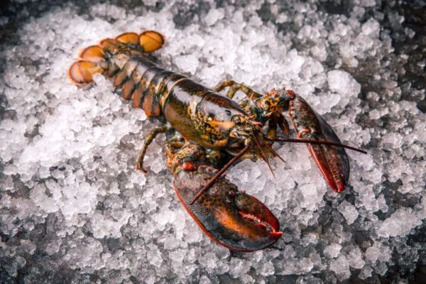 lobster on ice image